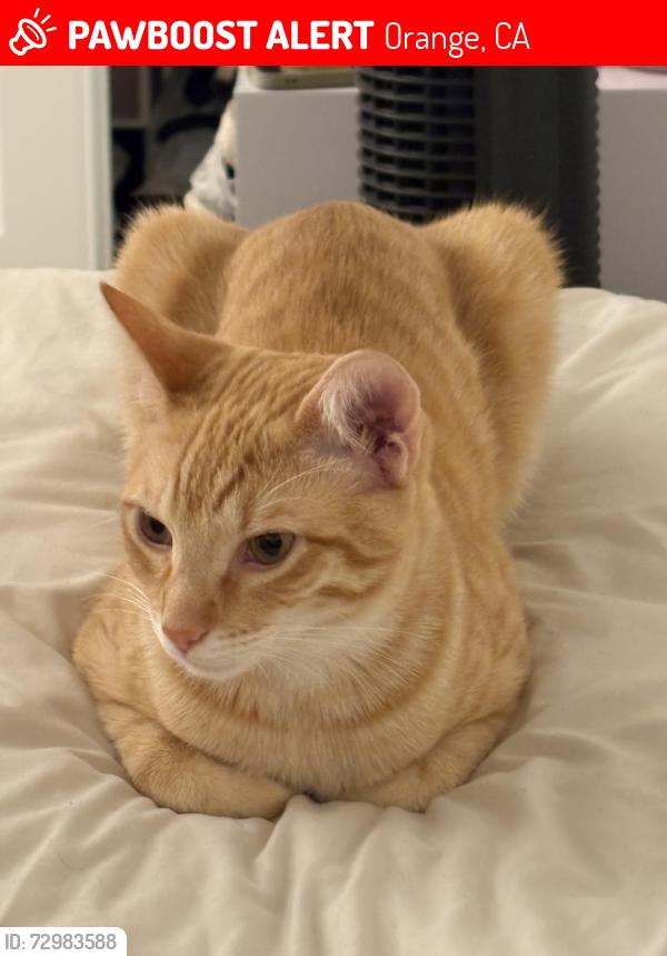 Lost Male Cat last seen Tustin and Collins, Orange, CA 92867