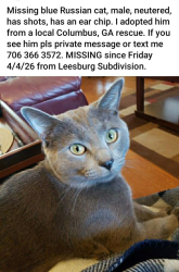 Lost Male Cat last seen Leesburg Subdivision near Warm Springs Rd. and Jamestown Drive, Columbus, GA 31909