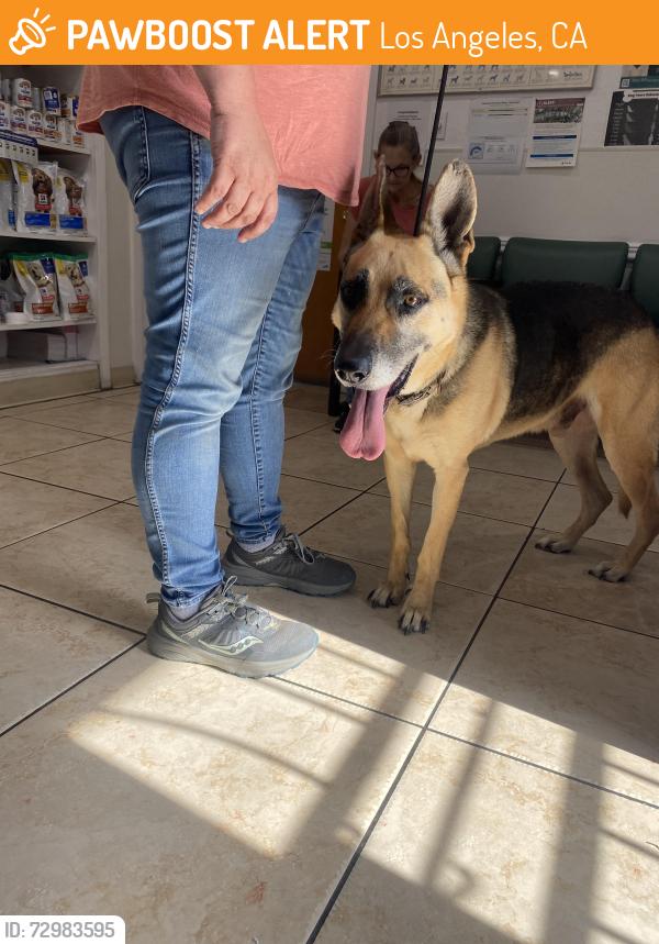 Found/Stray Male Dog last seen Sepulveda/Sawtelle intersection on the way in Culver City , Los Angeles, CA 90025