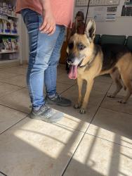 Found/Stray Male Dog last seen Sepulveda/Sawtelle intersection on the way in Culver City , Los Angeles, CA 90025