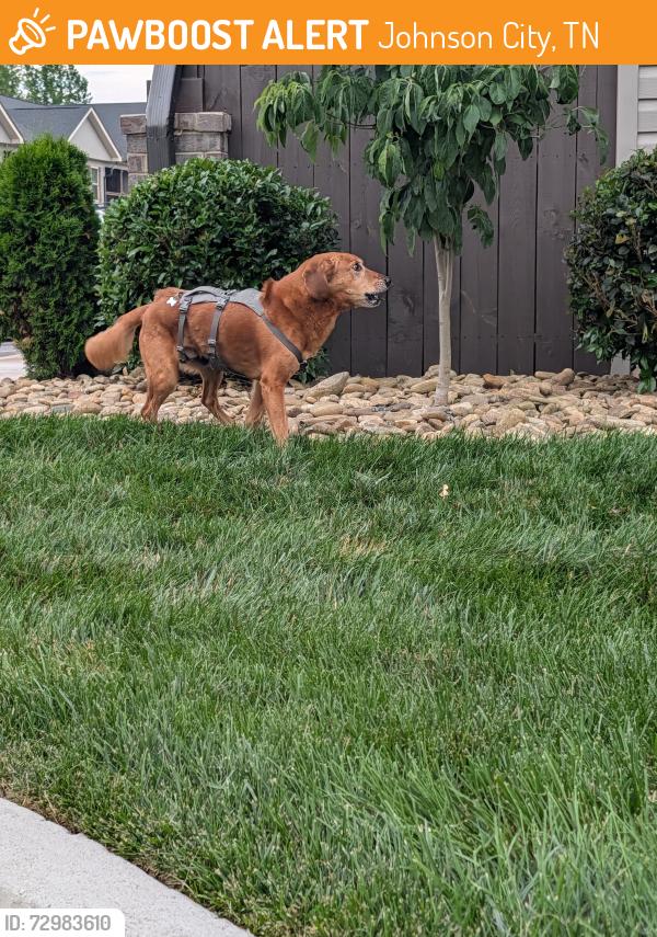 Found/Stray Unknown Dog last seen Elis Place apmts, Johnson City, TN 37604