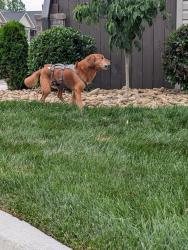 Found/Stray Unknown Dog last seen Elis Place apmts, Johnson City, TN 37604