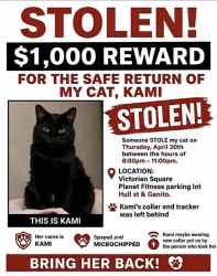 Lost Female Cat last seen Hull st & genito, Midlothian, VA 23112