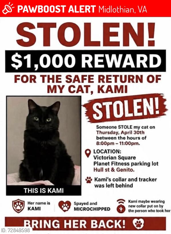 Lost Female Cat last seen Hull st & genito, Midlothian, VA 23112