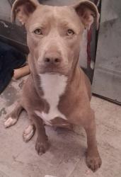 Lost Female Dog last seen Bernal and San ignacio, San Jose, CA 95119