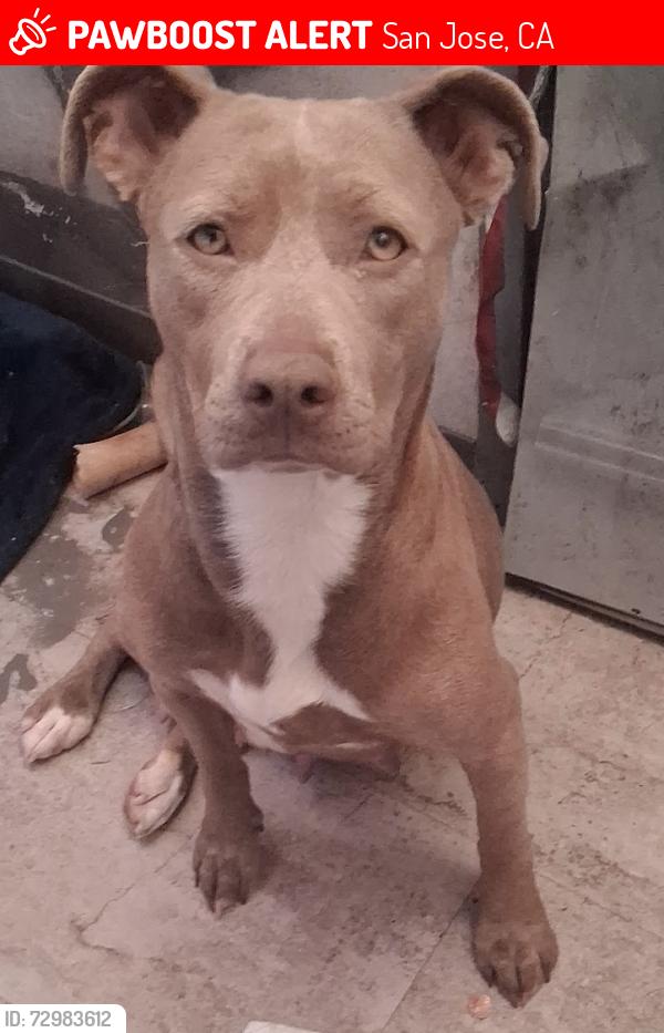 Lost Female Dog last seen Bernal and San ignacio, San Jose, CA 95119