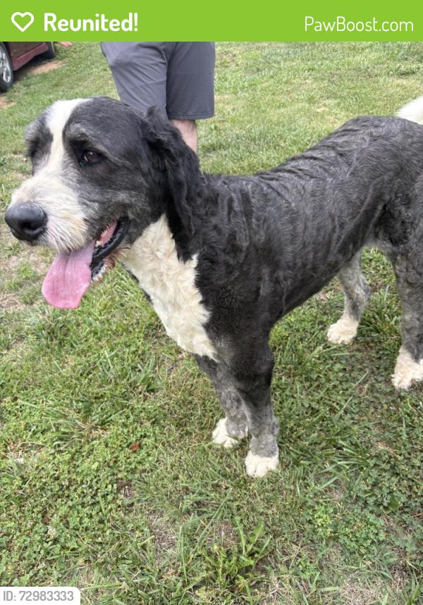 Reunited Male Dog last seen Off of Ridgeview Drive , Gray, TN 37615