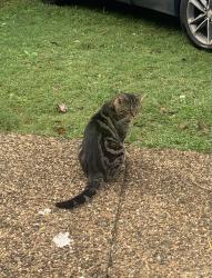 Reunited Male Cat last seen winter rd kallangur, Queensland , Kallangur, QLD 4503