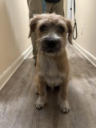 Found/Stray Male Dog last seen Massalina bayou, Panama City, FL 32401