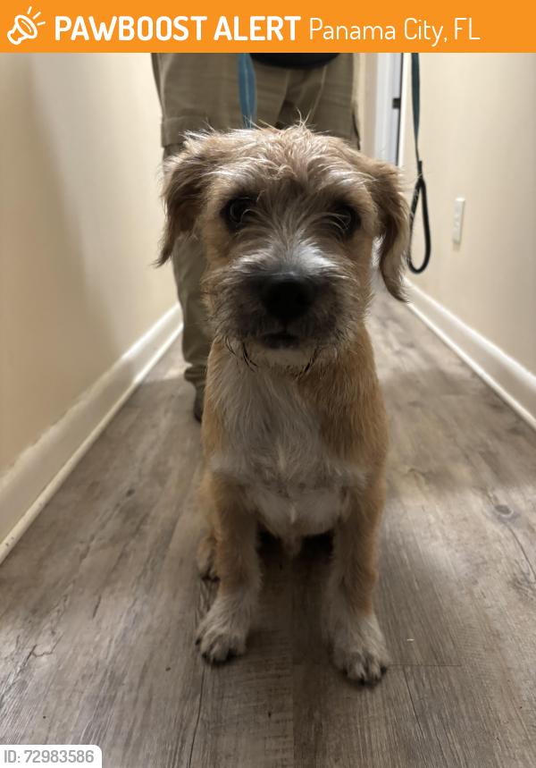 Found/Stray Male Dog last seen Massalina bayou, Panama City, FL 32401