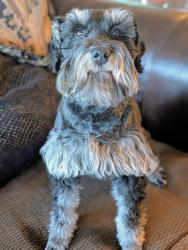 Reunited Female Dog last seen Gladstan Golf Course, Elk Ridge, UT 84651