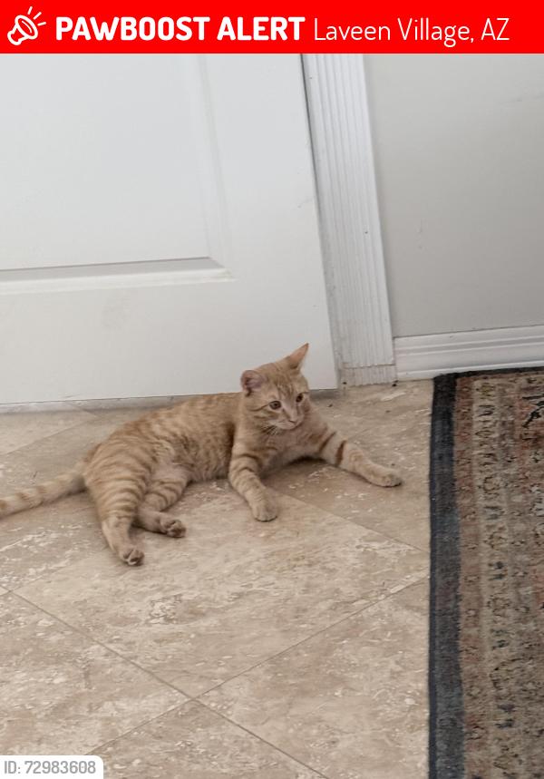 Lost Male Cat last seen W Onley Ave @ s 43rd Ave , Laveen Village, AZ 85339
