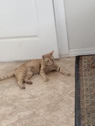 Lost Male Cat last seen W Onley Ave @ s 43rd Ave , Laveen Village, AZ 85339