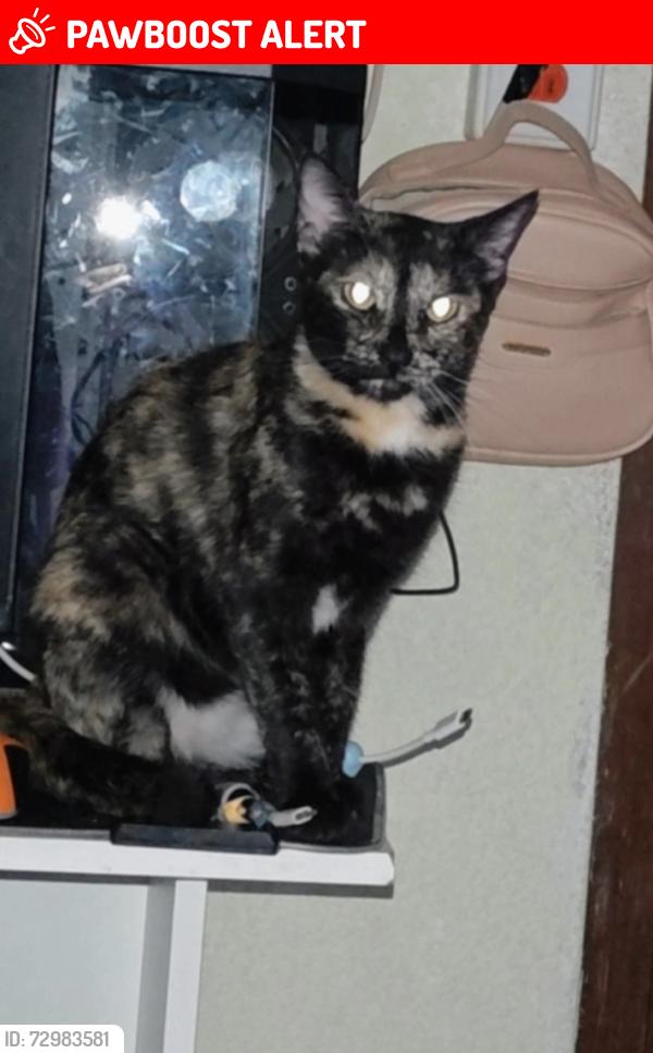 Lost Female Cat last seen Norte 1 y Av Pantitlán , Ciudad Nezahualcóyotl, Méx. 57830