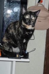 Lost Female Cat last seen Norte 1 y Av Pantitlán , Ciudad Nezahualcóyotl, Méx. 57830