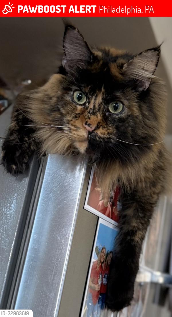 Lost Female Cat last seen President & Academy , Philadelphia, PA 19114