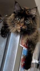 Lost Female Cat last seen President & Academy , Philadelphia, PA 19114