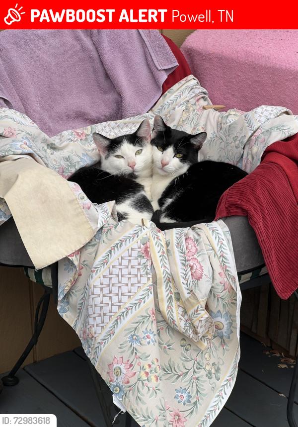 Lost Male Cat last seen West Emory Road, Powell, TN 37849