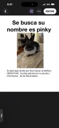 Lost Female Rabbit last seen Palmetto bay, Palmetto Bay, FL 33158