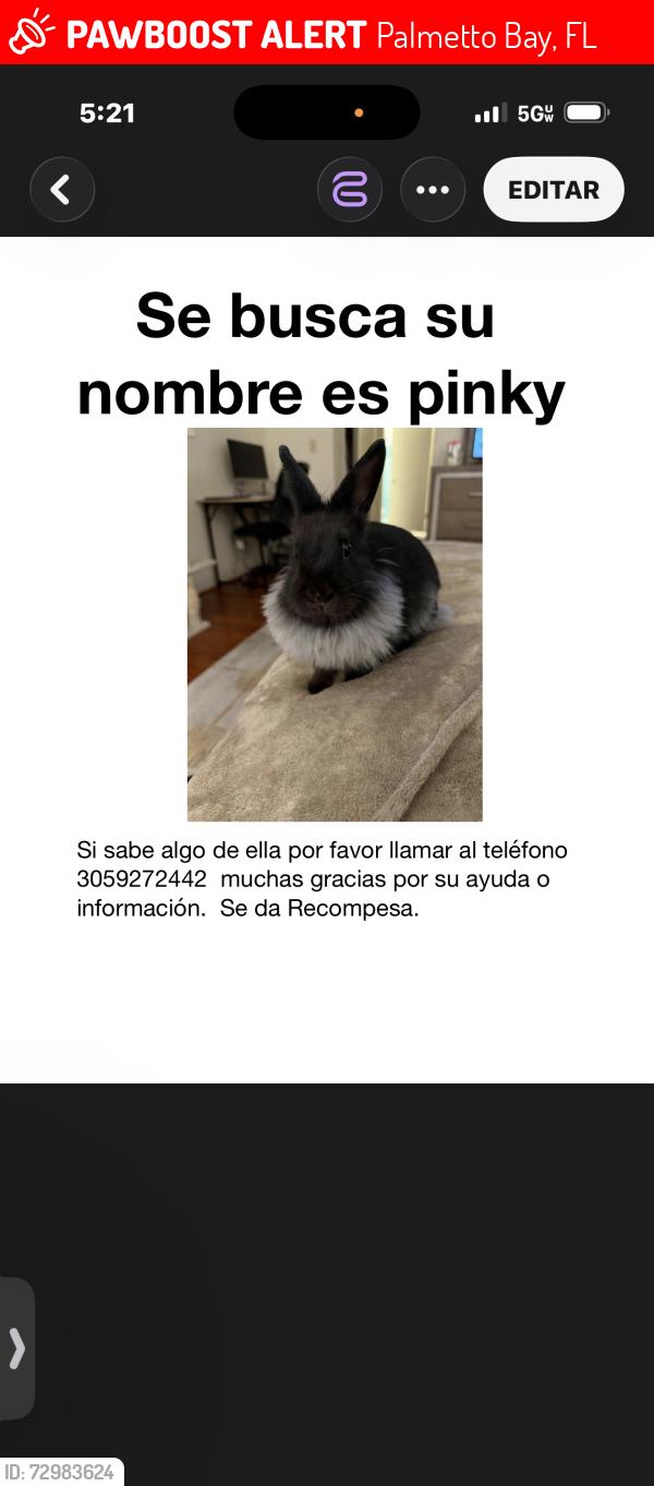 Lost Female Rabbit last seen Palmetto bay, Palmetto Bay, FL 33158