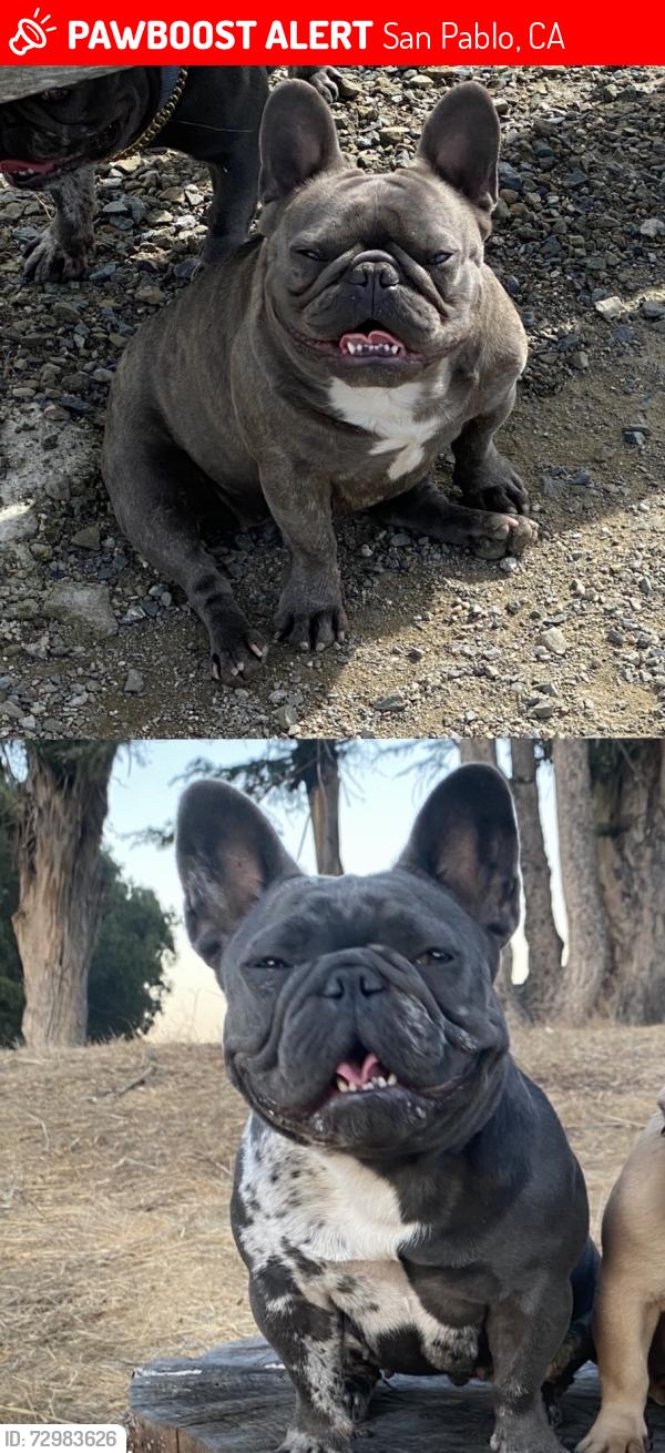 Lost Female Dog last seen Shane drive, San Pablo, CA 94806
