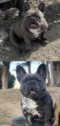 Lost Female Dog last seen Shane drive, San Pablo, CA 94806