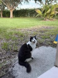 Reunited Unknown Cat last seen South 13th square, Waterford Lakes, Vero Beach, FL 32960