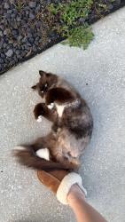 Lost Female Cat last seen Skyridge circle dade city 33525, Dade City, FL 33525