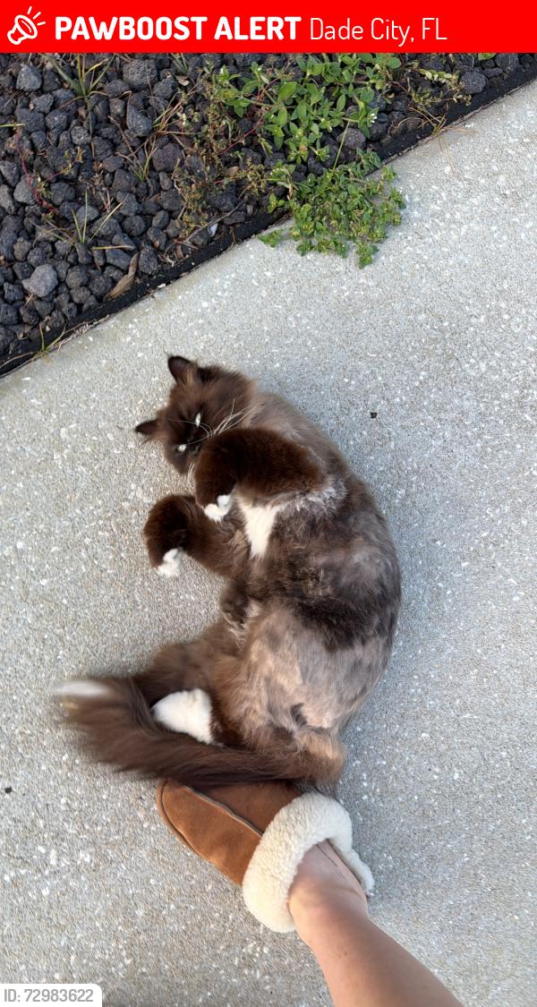 Lost Female Cat last seen Skyridge circle dade city 33525, Dade City, FL 33525