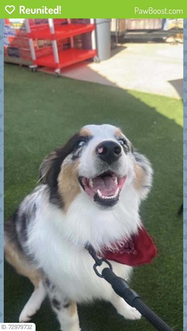 Reunited Male Dog last seen SW 58th and Penn Oklahoma City , Oklahoma City, OK 73119