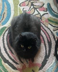 Reunited Female Cat last seen Morganton Rd., Cliffdale Rd, Fayetteville, NC 28303