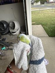 Found/Stray Unknown Bird last seen West El Camino, Sacramento, CA 95833