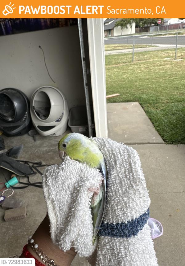 Found/Stray Unknown Bird last seen West El Camino, Sacramento, CA 95833