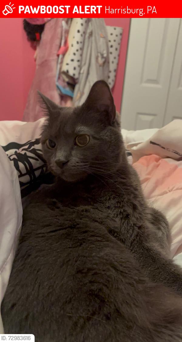 Lost Female Cat last seen Union Deposit Road, Harrisburg, PA 17109