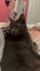Lost Female Cat last seen Union Deposit Road, Harrisburg, PA 17109