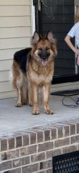 Found/Stray Female Dog last seen Summerfield NC, Guilford County, NC 27410