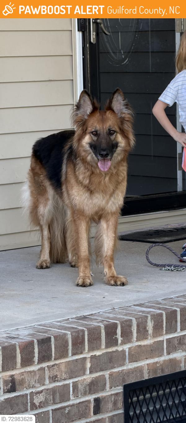 Found/Stray Female Dog last seen Summerfield NC, Guilford County, NC 27410