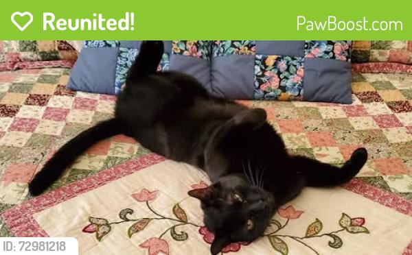 Reunited Male Cat last seen Near Barfield Crescent Road Murfreesboro, TN 37128, Murfreesboro, TN 37128