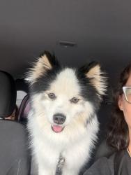 Found/Stray Male Dog last seen Chickasaw , Orlando, FL 32825