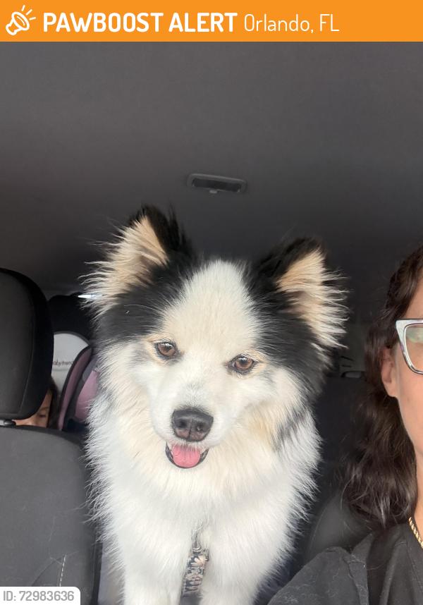 Found/Stray Male Dog last seen Chickasaw , Orlando, FL 32825