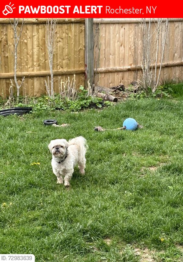 Lost Male Dog last seen McKinley Street, Rochester, NY 14609