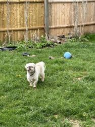 Lost Male Dog last seen McKinley Street, Rochester, NY 14609