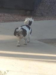 Found/Stray Unknown Dog last seen In apmt near pool, Phoenix, AZ 85008