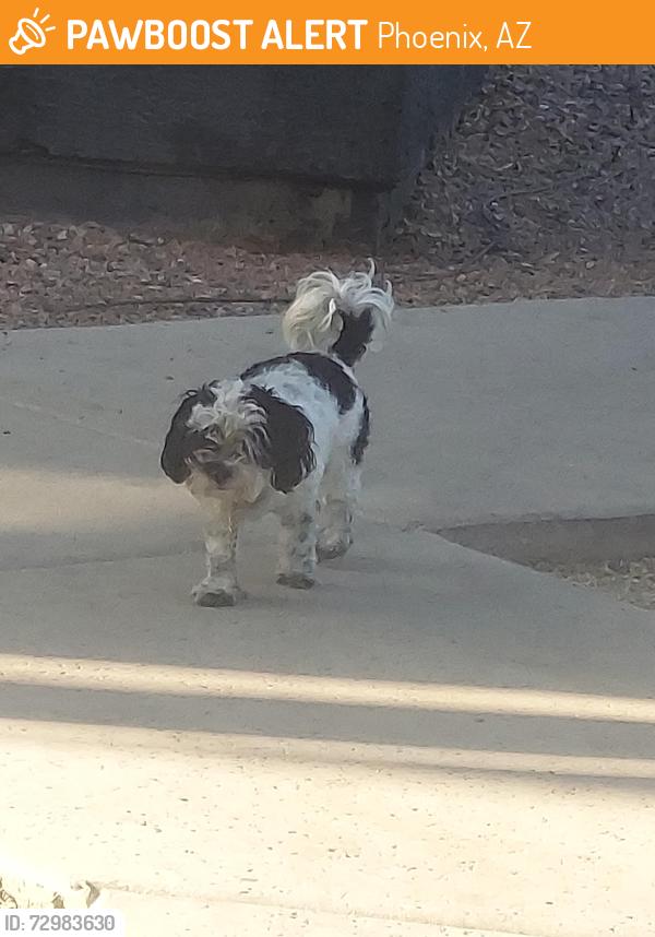 Found/Stray Unknown Dog last seen In apmt near pool, Phoenix, AZ 85008