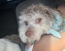 Lost Male Dog last seen Auburn st , Bakersfield, CA 93306