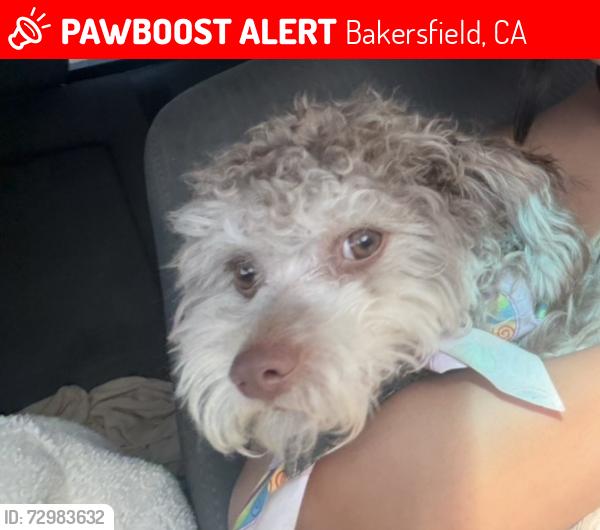Lost Male Dog last seen Auburn st , Bakersfield, CA 93306
