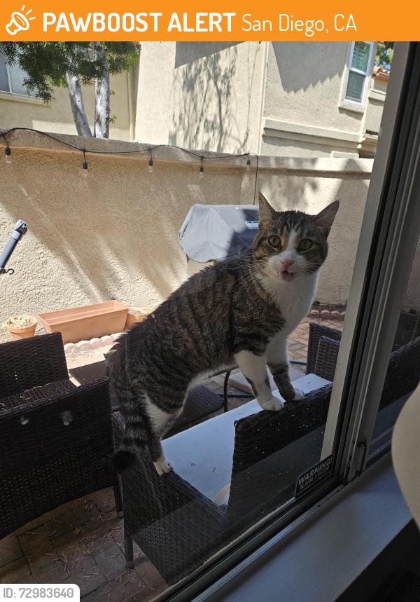 Found/Stray Male Cat last seen Pacifica, Creststone Place , San Diego, CA 92130