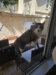 Found/Stray Male Cat last seen Pacifica, Creststone Place , San Diego, CA 92130