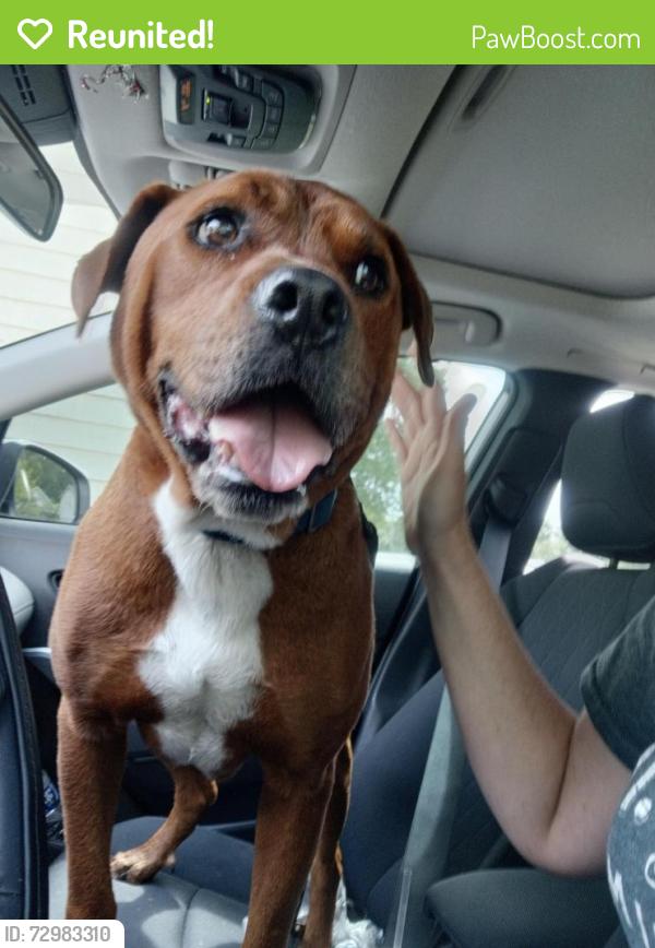 Reunited Male Dog last seen Richland Ave 47711, Evansville, IN 47711