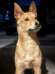 Found/Stray Male Dog last seen Arlington st adelanto, Adelanto, CA 92301